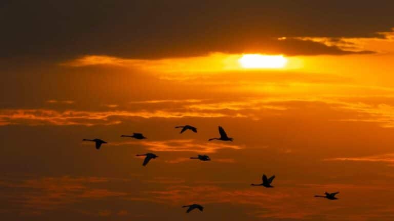 PYX4 - Place de la gestion des risques dans le secteur public